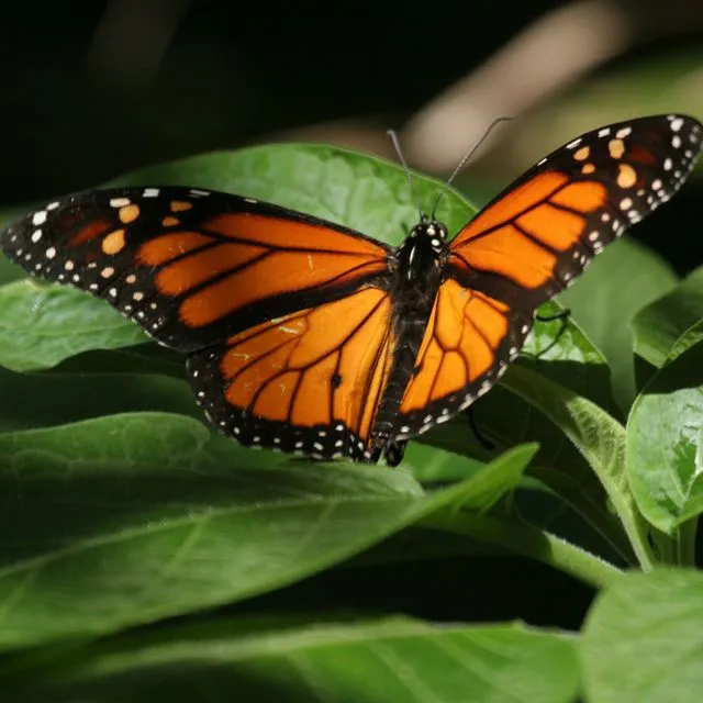 thumbnail for publication: Balancing Pest Management and Insect Conservation on Ornamental Plants